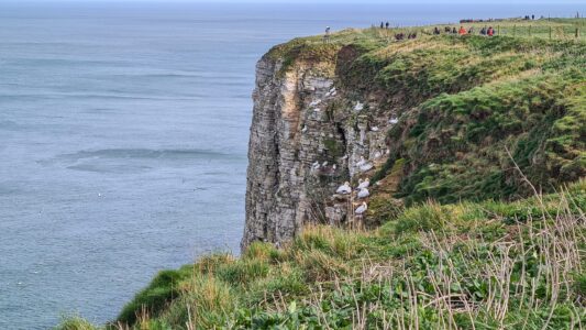 RSPB Bempton Cliffs 8